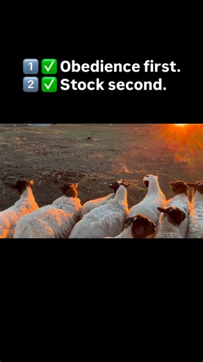 By focusing first on building a strong base foundation before moving to stock, we get a dog that listens to you in some of the most chaotic situations. As long as you yourself are staying out of the storm yourself. #basicdogtraining #stockdogbasics #strongbasicsbest #circle5stockdogs #ranchdogs #herdingdogs #dogtraining #stockdogtraining #solidfundamentals #trainandboard #handlercoaching #privatelessons #evaluations #consultations | Circle 5 Stockdogs