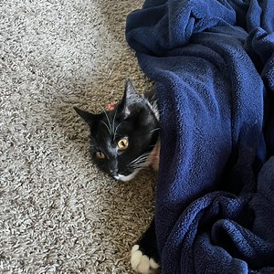 cyclopedia_ - Twitch