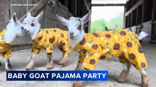 Farm in Cumberland, Maine holds pajama party for flock of baby goats