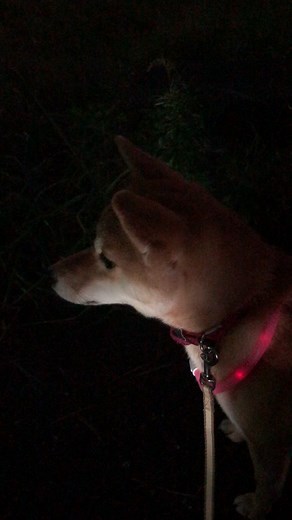 柴犬の遠吠えが下手くそ選手権一位？！