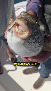 3.8K views · 19 reactions | Turn up the volume this fish is making funny noises! Your Saltwater Guide is Sponsored by Promar & Ahi USA. | Your Saltwater Guide | Facebook
