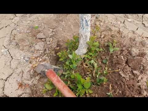 Pruning Apple Tree Suckers the Right Way – Traditional Axe Technique
