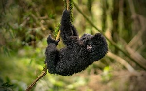 Why Primates (Including Humans) Love to Spin Ourselves around until We All Fall Down