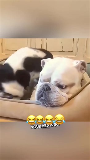 Funny Dog Bed Debate