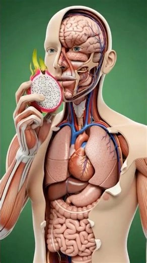 Dragon Fruit: Inside Your Body in 3D