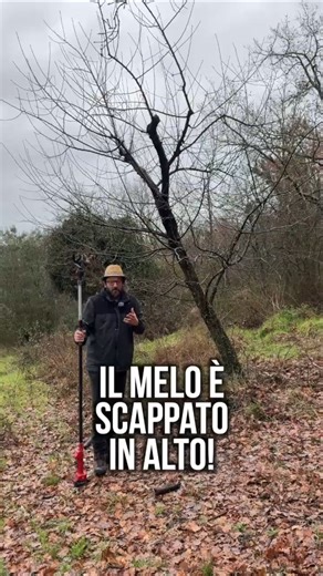 Ecco come ABBASSARE un MELO (nel modo giusto!)
