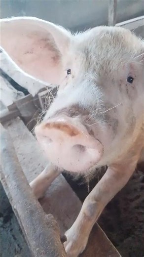a bunch of pigs