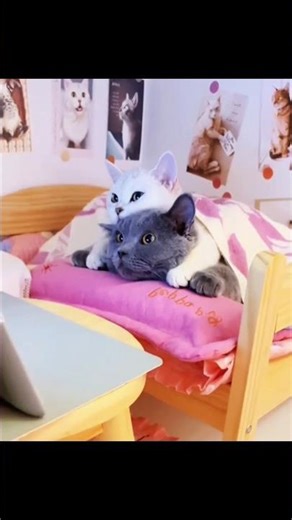 Cat Couple Living Like Humans with 10 Kittens 😻❤️