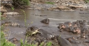 Crocodile Makes Wrong Turn Into Herd Of Angry Hippos And They Are Not Welcoming