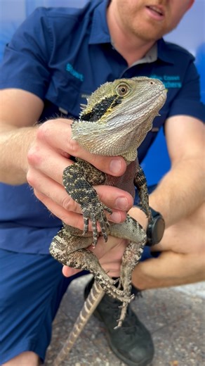 Sunshine Coast Snake Catchers 24/7 on Instagram: "Water Dragon WELFARE CHECK!🦎 We got a call from some concerned members of the public who had been keeping an eye on this lizard that was hanging around their office and acting a bit strange. We wanted to make sure everything was okay, so we popped over and he was totally fine! We took him over the road into the bush and he was one happy dragon. That beautiful red stomach tells us that this lizard is an adult male!"
