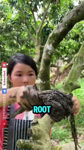 The Amazing Mud Trick That Turns One Branch Into a New Tree