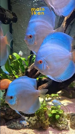 ❤️ All about blue ❤️ | Ikan Hias Discus Fish | breed by Main Ikan | Aquarium | Aquascape | farm