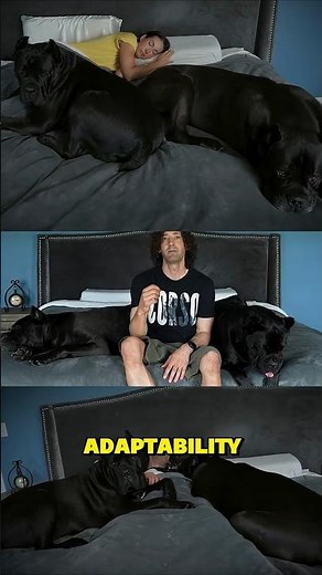 This Breaks Your Cane Corso's Ability to Settle Anywhere #canecorso #dogtraining #shorts