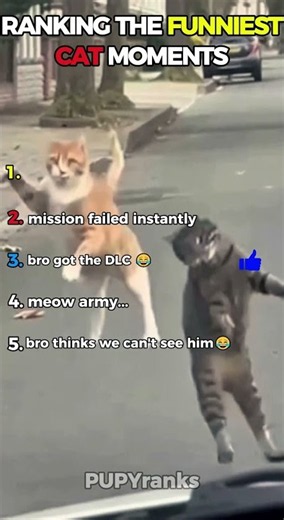 The funniest cat moments you need to see 😂 #funnycat #cats #viral