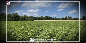 Sunflowers back at Jubilee College State Park