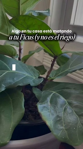 Tu Mundo Plantil | Cuidado de Plantas on Instagram: "Si tu Ficus Pandurata empezó a perder las hojas de abajo, no fue casualidad. En este video te explico por qué pasa, cómo identificar la causa y qué hacer para que vuelva a crecer fuerte y frondoso. — Tu amigo Plantil . 🌿 #Plantas #Houseplants #IndoorPlants #PlantLovers #Plantsofinstagram #PlantsMakePeopleHappy #Nature #GreenLife #UrbanJungle #Monstera #PlantLife #Jardinería #PlantParenthood #PlantasDeInterior"