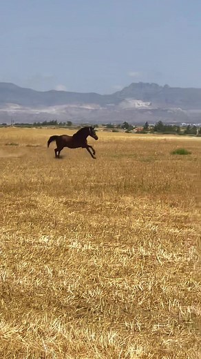 Equestrian Music for Horse Videos | Songs with Horses