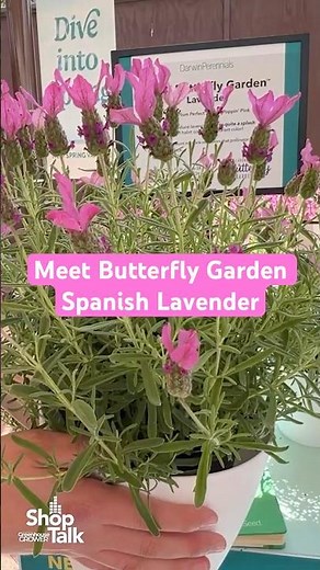 Meet Butterfly Garden Spanish Lavender at Darwin Perennials | California Spring Trials 2026