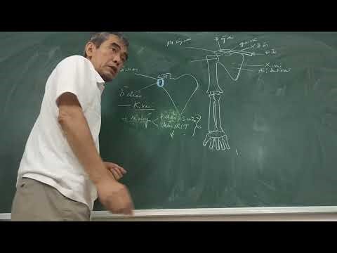 2019 UPPER LIMB ANATOMY Lesson 1 1 Upper Limb Bones and Joints Part 1 2