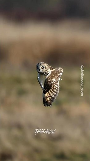 Short-eared Owls clap their wings in flight for courtship and territorial defense. #shortearedowl