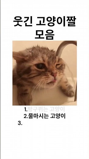 웃긴 고양이짤 모음