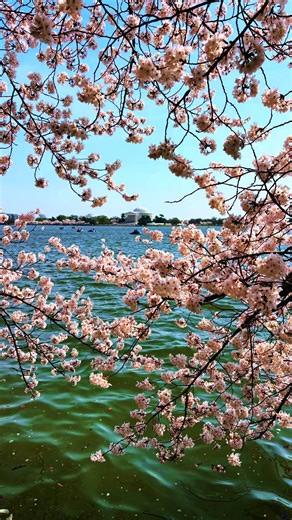 Washington DC Cherry Blossoms in Spring