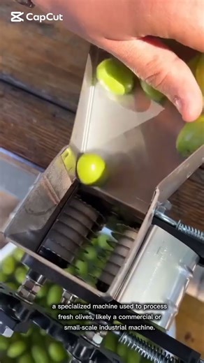 machine used to process fresh olives,