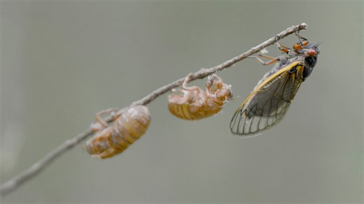 Hear the sound that the cicadas are making on the Upper Cape