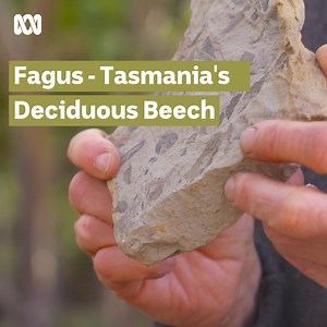 Have you heard of the fagus tree? 🍂 The fagus (Nothofagus gunnii) is a compact alpine deciduous beech tree, believed to have been in Tasmania for 40 million years. Join Prof. Greg Jordan as he shares his insight via our latest episode: http://bit.ly/GardeningAustraliaiview #ABCMyGarden #MyGardenPath #Fagus | Gardening Australia