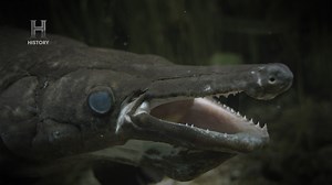 537K views · 20K reactions | Zak va buscar signos de vida en el agua, cualquier señal de comida... para eso va a utilizar una red arrojadiza con la cual podrá atrapar cualquier animal de cualquier especie.  ¡Disfruta de todo esto y más, sólo en la pantalla de History y H2!  #MisteriosDelPantano | HISTORY | Facebook