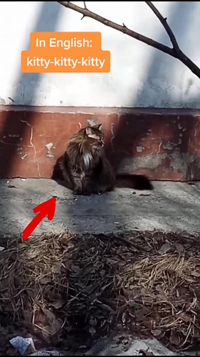 Calling Cats in Different Languages | Multilingual Cat Names