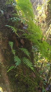 Did you know this fern waits for winter light? If you were a tree, this fern would hope your leaves fell off. Why? Licorice fern often pushes out fresh green leaves in winter, not summer. When many of the trees it grows on drop their leaves, more light reaches the forest—and the fern responds. When we thin overcrowded Douglas-fir plantations and restore redwood forests, we’re not just helping big trees. We’re letting light return, and plants like licorice fern come back. Sometimes growth doesn’t