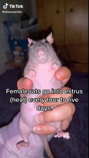 Rat Sex-ED🤣 #Ratguide #petratvlog #petvlog #petvlog #petlife #ratlife #ratsoftiktok #petratsoftiktok #petratsplaying #hairlessrat #mypetrat #ratlove