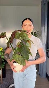 Show & Tell Series | Ep 1 | Angel Wing Begonia