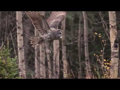 Owl taking flight and landing gracefully