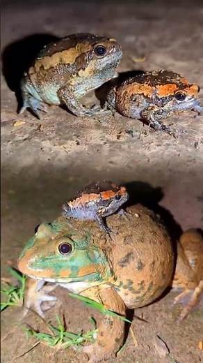 Two frogs riding eachoter is so funny | catch frog jumping and laughing | funny frog videos