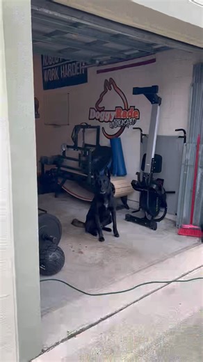 308K views · 10K reactions | Don’t #train till you get it right train till you can’t get it wrong. #nosework | Aaron and Archer | Facebook