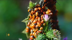 15K views · 601 reactions | One ladybug can chow down on up to 5,000 insects in its lifetime! At Redwood Regional Park in Oakland, California, a group of ladybugs might just be gathering for a feast. Videographer: Lance Milbrand. | CBS Sunday Morning | Facebook