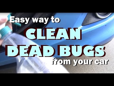 Easy Way to Clean & Remove Dead Bugs From Your Car