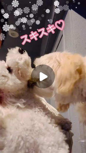 JUNKO | 数日前、 ベランダの パーテーションから 顔を出していたお隣の ウニちゃんが 気になっていた様子のネオ。 何度もベランダに行っては 小さな穴から お隣を覗き込んでいたけど、 昨日 ようやく パーテーションなしで ウニちゃんに会えた！ ウニちゃんは 積極的にネオを... | Instagram