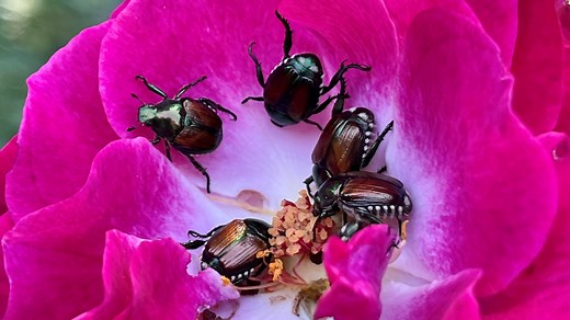 Interactive map: Top 5 most common invasive animals and insects in Iowa