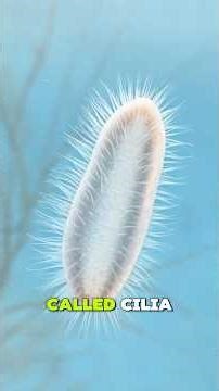 How Single-Celled Organisms Move and Eat #science #microscope