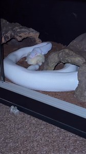 A royal python 🐍 🐍 #python #fypシ゚viralシfypシ゚ #wildlife #wildanimals #fypシ゚viralシfypシ゚viralシalシ #fyp #exploremore #facebookreelsviral #explore #snakesofinstagram #snake | Ehi Sparkles