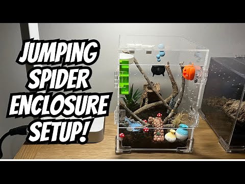 Jumping Spider Enclosure Setup | Blossom's Enclosure | Spooderpods