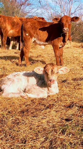 Feeding day here at the ranch! #texas #ranchlife #minicows | Texas Tombstone