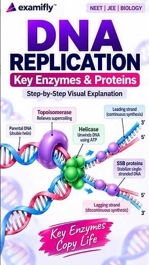 DNA Replication Explained 🧬 | Key Enzymes & Proteins | NEET Biology | NCERT #examifly