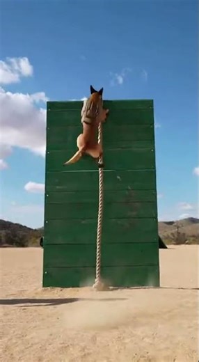 Dog wearing tactical vest during training #armydogtraining