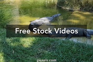 Crocodile Videos, Download The BEST Free 4k Stock Video Footage & Crocodile HD Video Clips