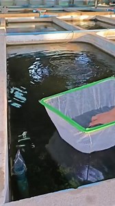 8.3K views · 63 reactions | Red Snakeskin Guppies ❤️✨ . . #guppy #guppyfish #snakeskin #fishhobby #fishhobbyist #guppyfarm | Fish Hobbyist | Facebook