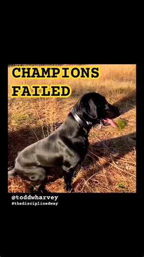 Champion Retrievers Failed… Indy Didn’t